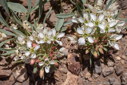 Eremothera nevadensis (Kellogg) W. L. Wagner & Hoch resmi