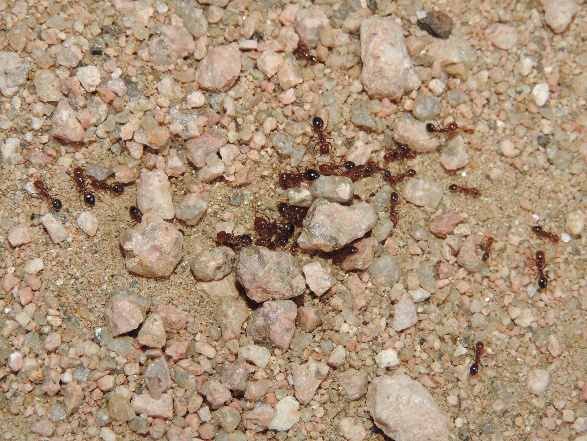 Image of Red imported fire ant