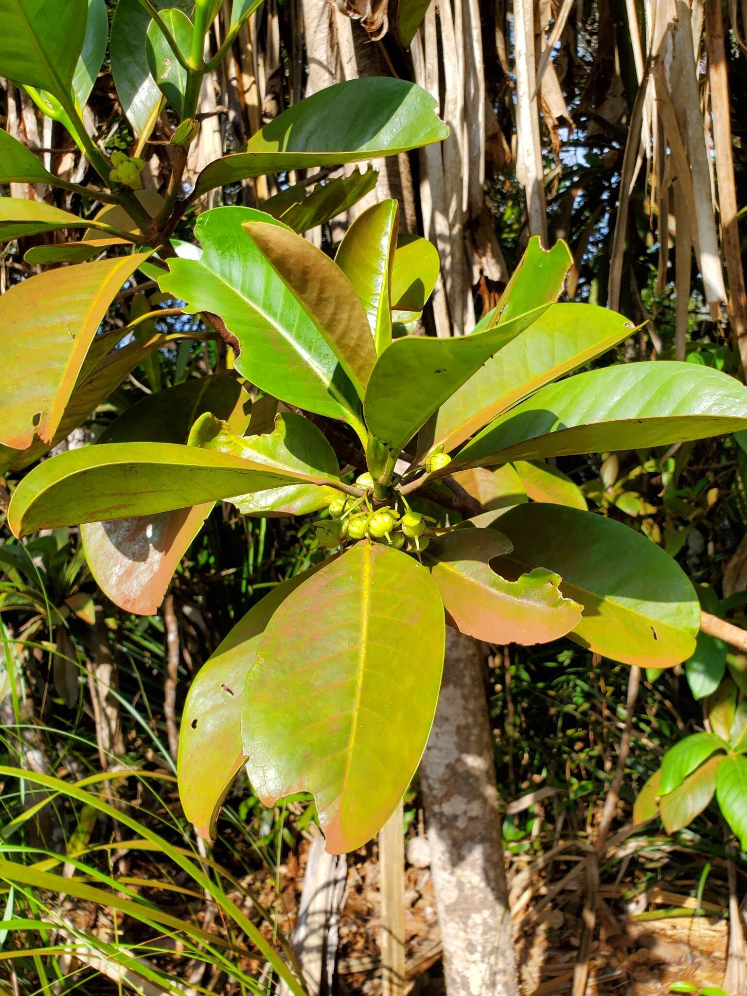 Image of Crossostylis grandiflora Pancher ex Brongn. & Gris