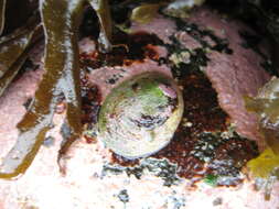 Image of volcano keyhole limpet