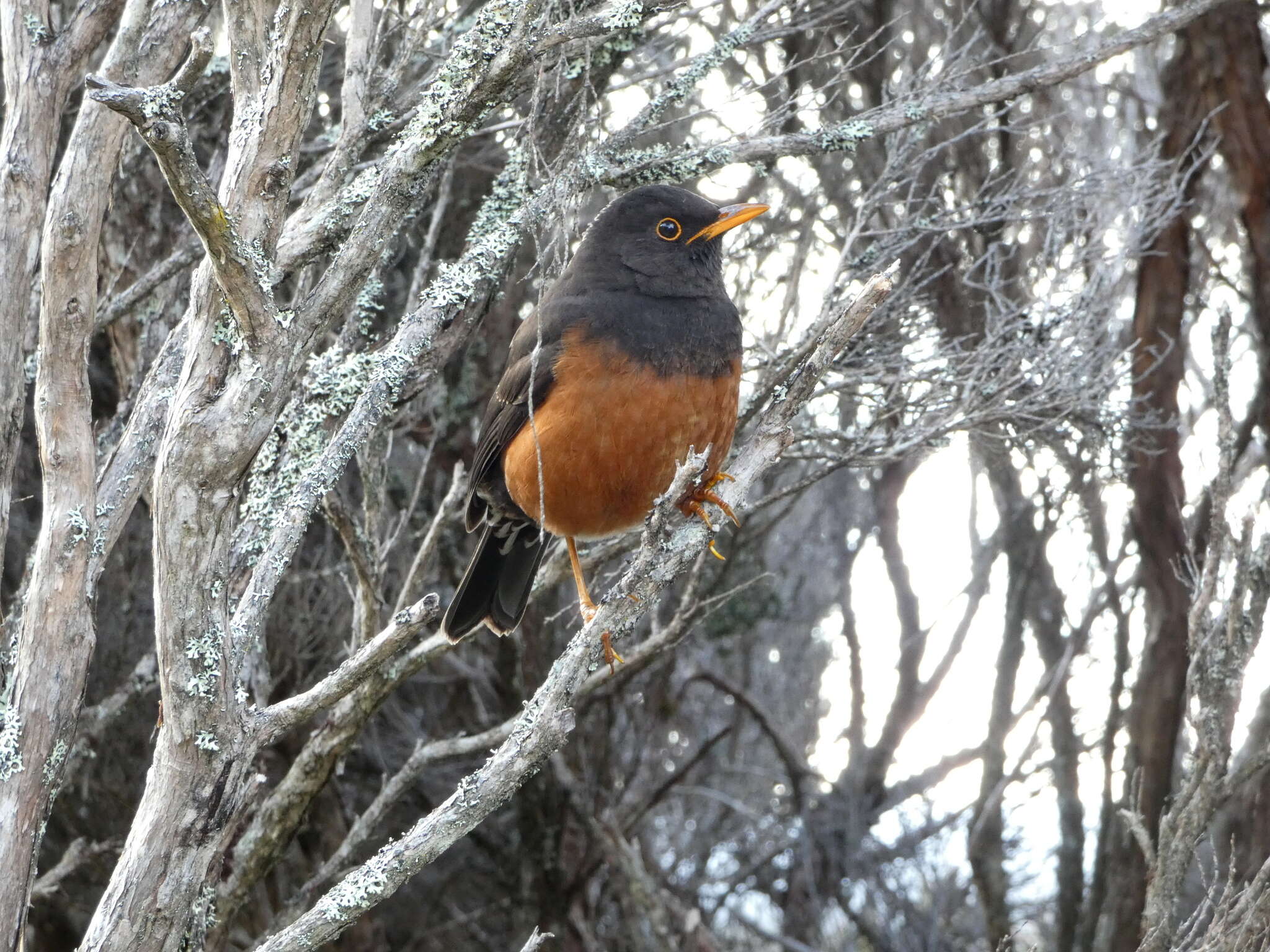 صورة Turdus poliocephalus seebohmi (Sharpe 1888)