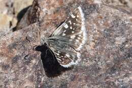 Image of Small Checkered Skipper