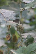 Image de Solanum stramonifolium Jacq.