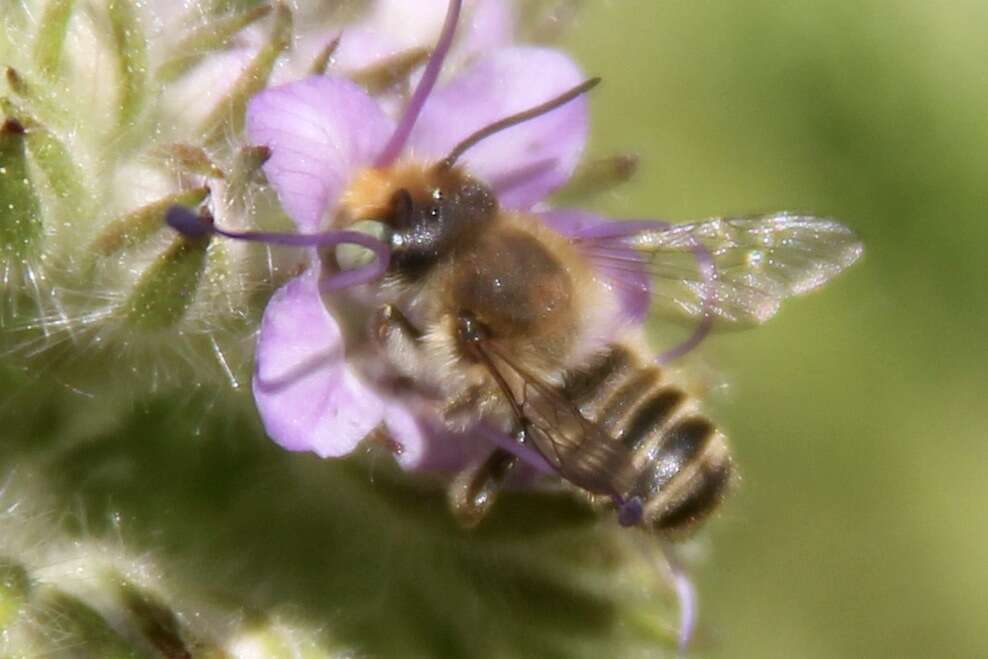 Image of megachile dorsalis