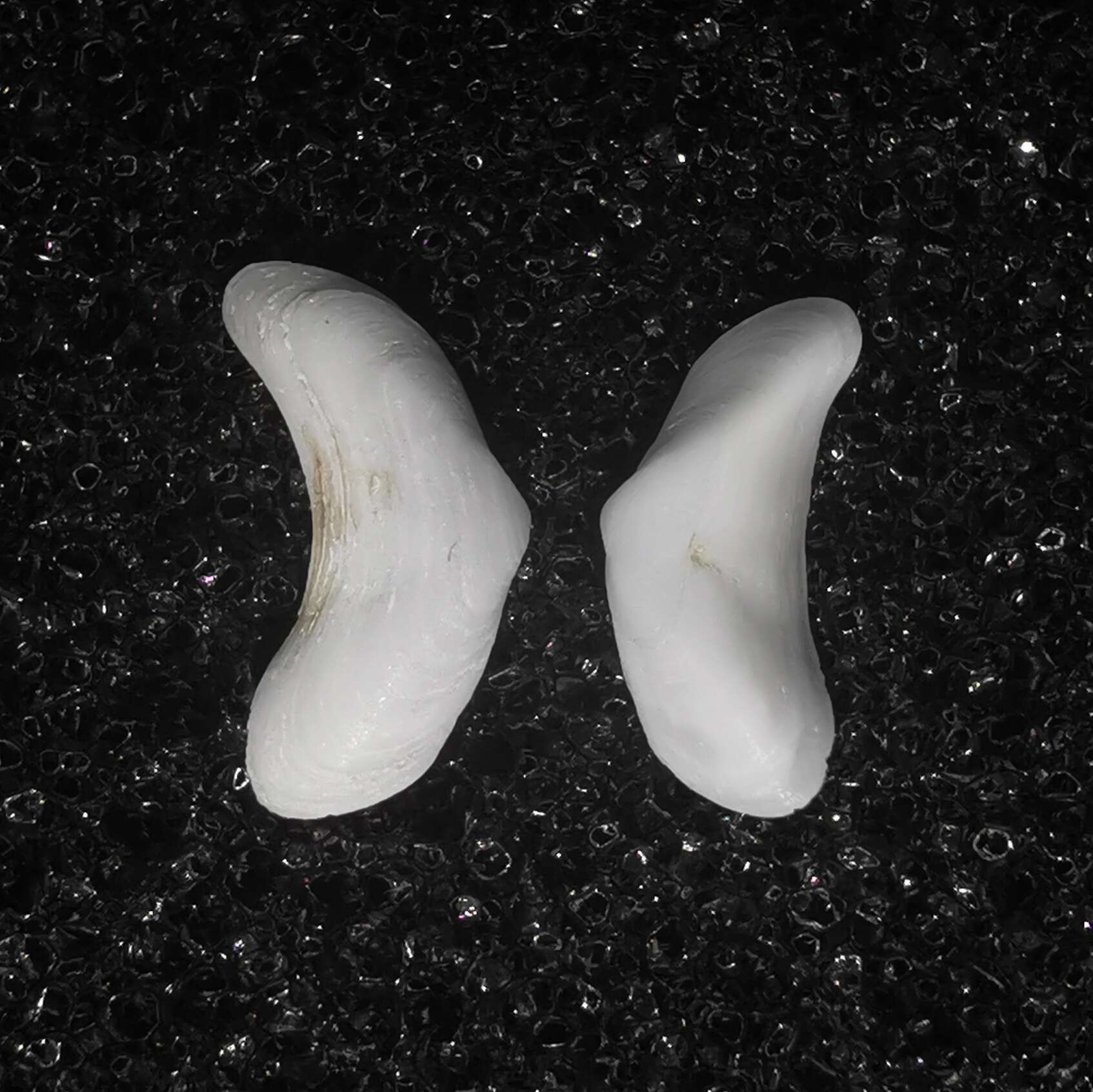 Image of boomerang clam