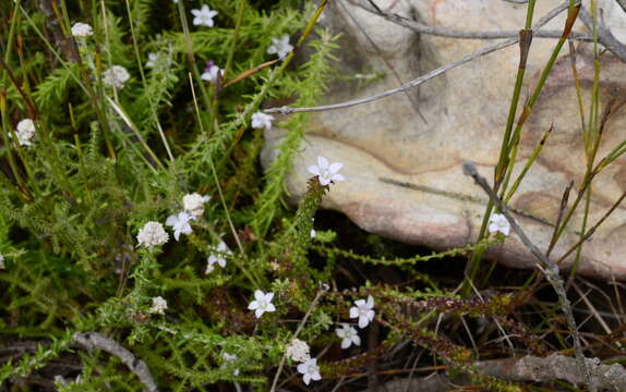 Image of Roella amplexicaulis Dod