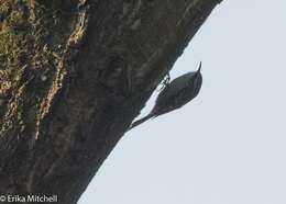 Image of Short-toed Treecreeper