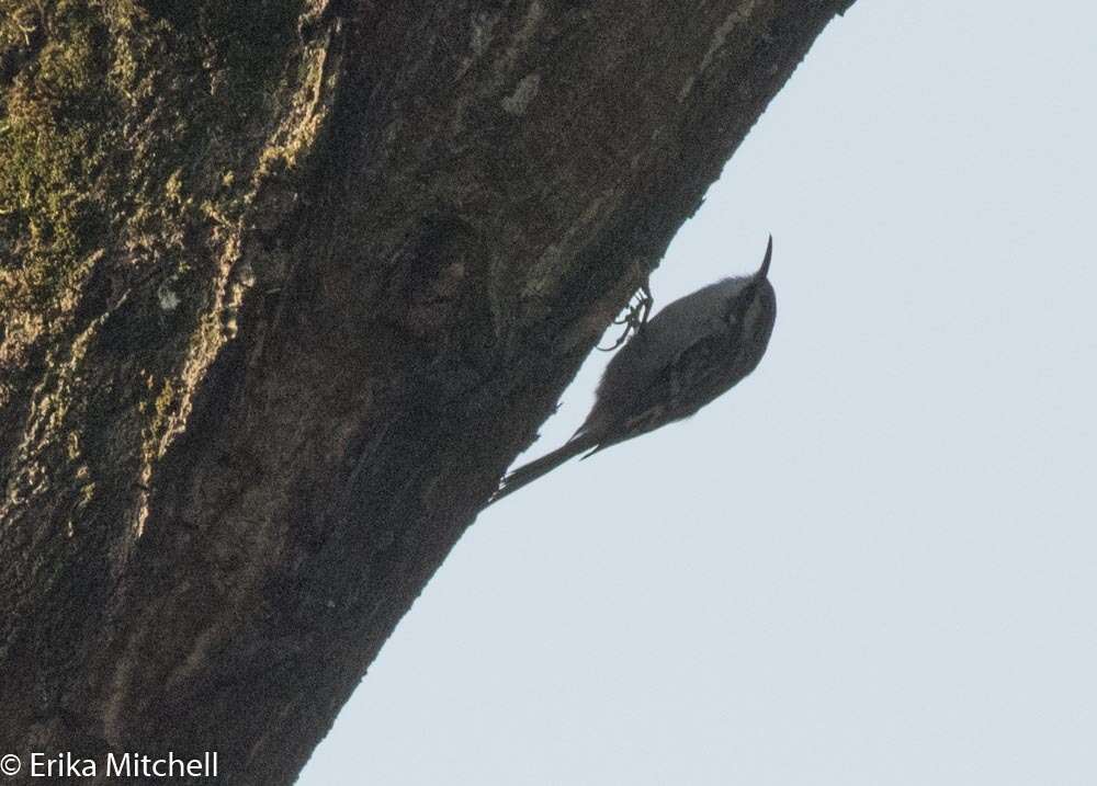 Image of Short-toed Treecreeper