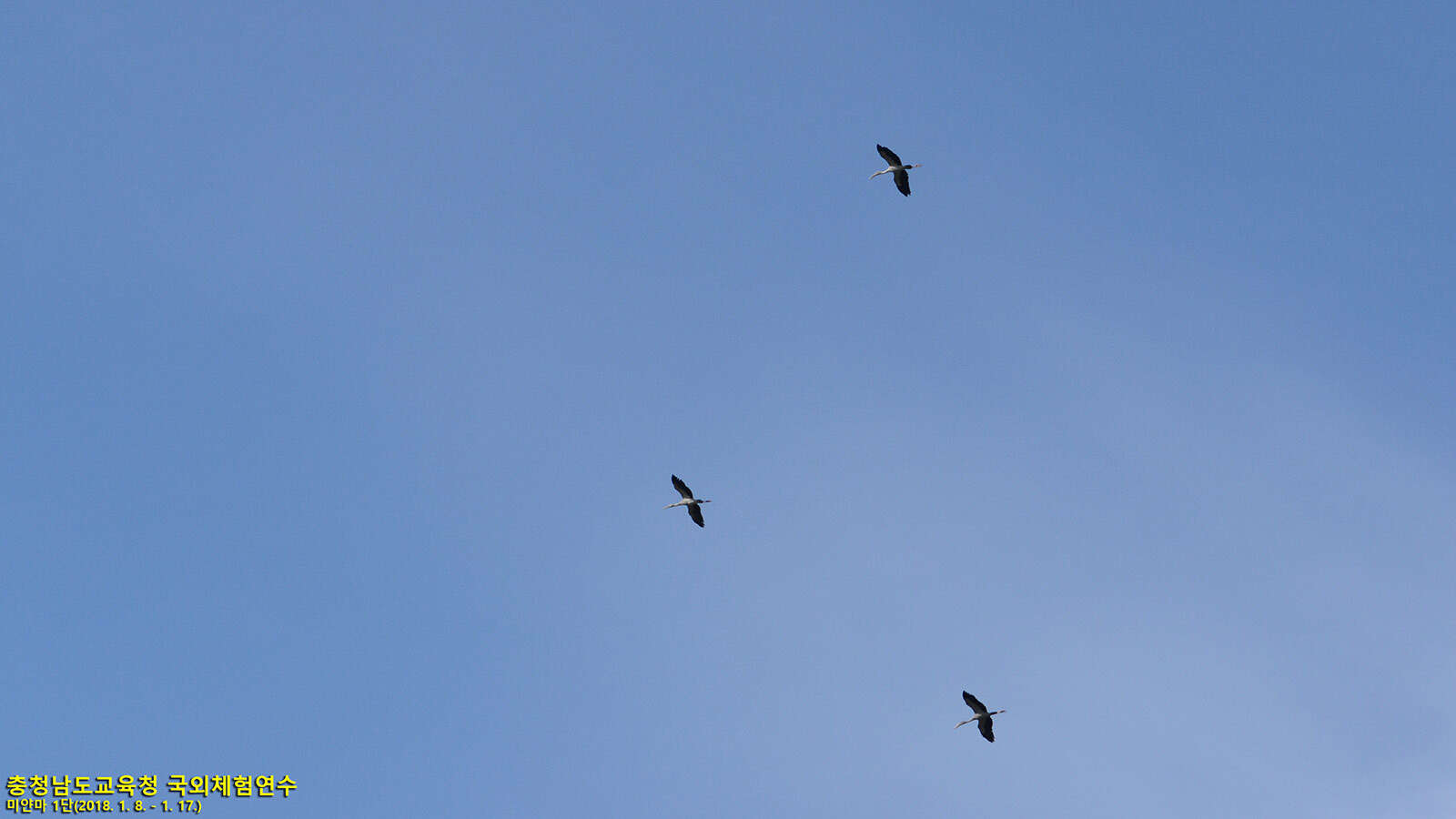 Image of Openbill stork