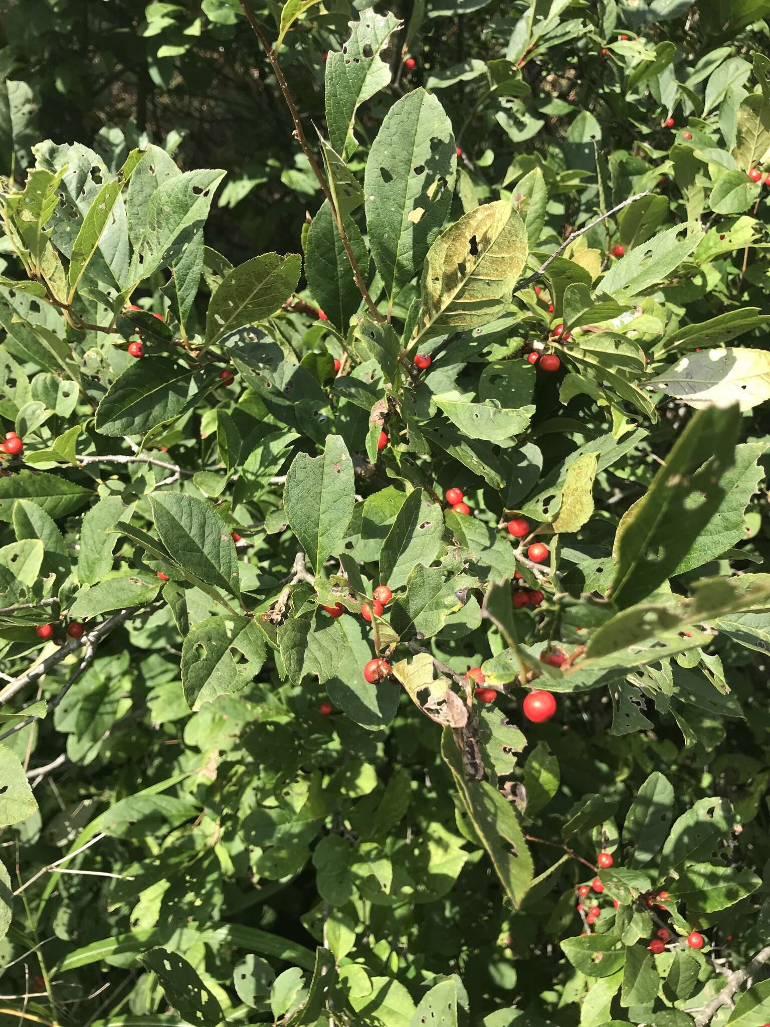 Image of Ilex serrata Thunb.