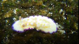 Sivun Goniobranchus albopustulosus (Pease 1860) kuva