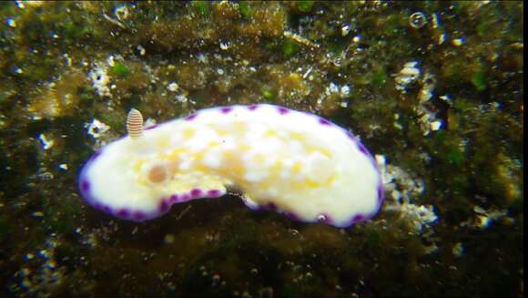 Image of Goniobranchus albopustulosus (Pease 1860)