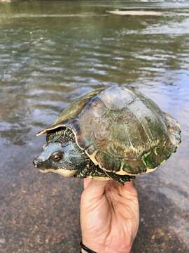 Image of Pearl River Map Turtle