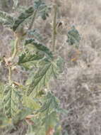 Image of Emory's globemallow