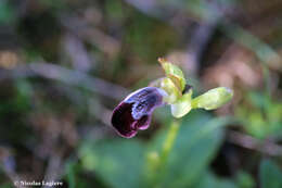 Image of Ophrys omegaifera var. basilissa (C. Alibertis, A. Alibertis & H. R. Reinhard) Faurh.