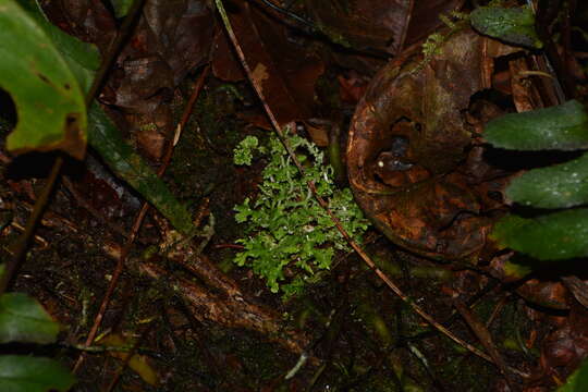 Imagem de Cladonia ceratophylla (Sw.) Spreng.