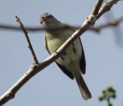 Image of Northern Beardless Tyrannulet