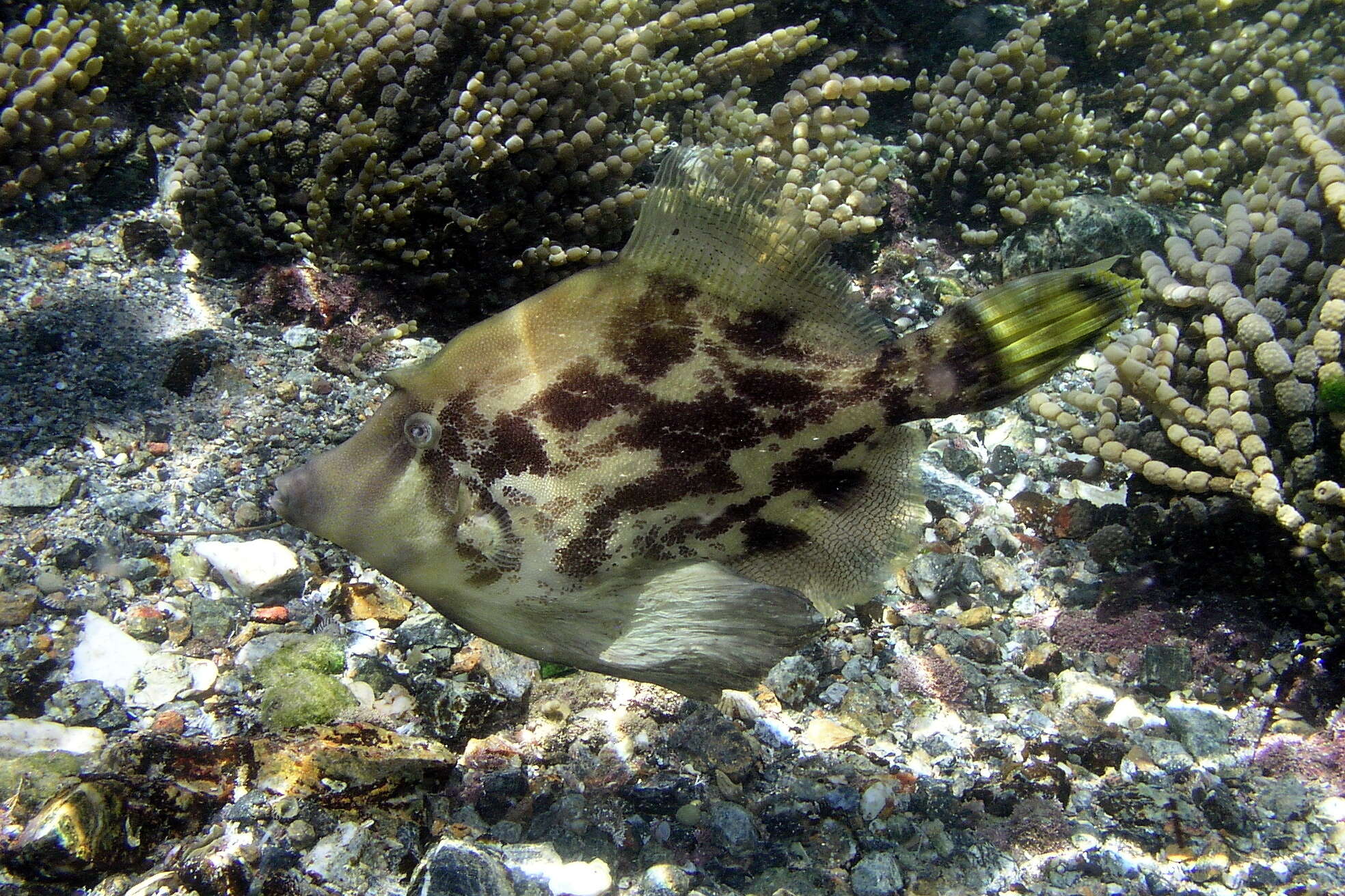 Image of Centreboard Leatherjacket