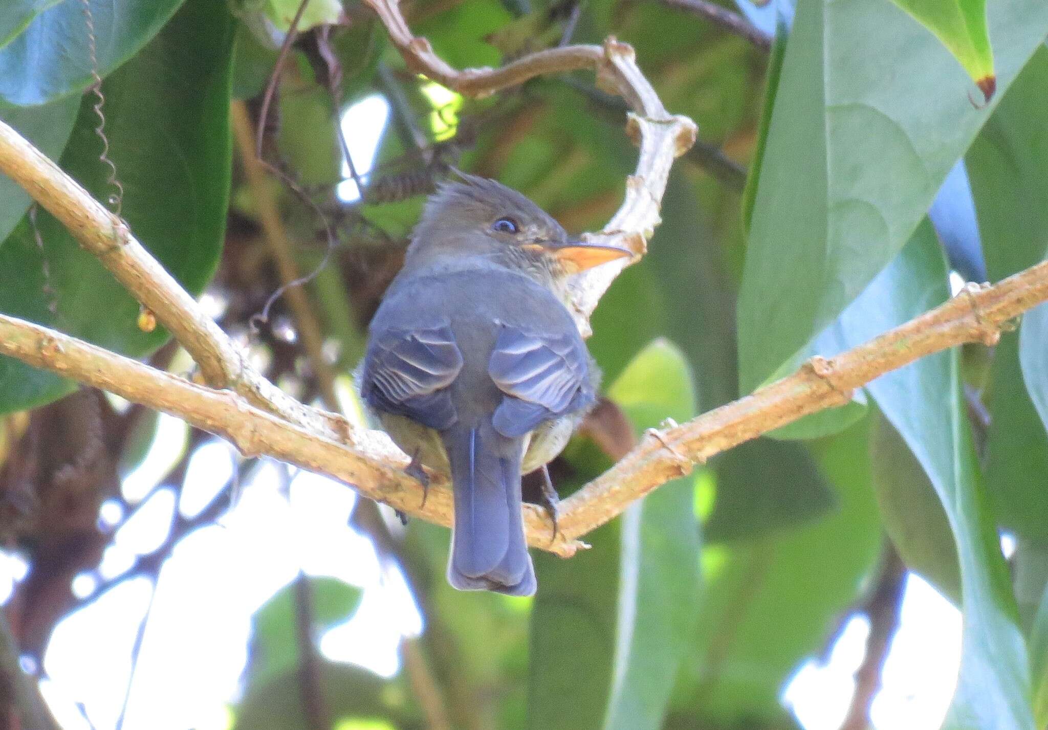 Image of Dark Pewee