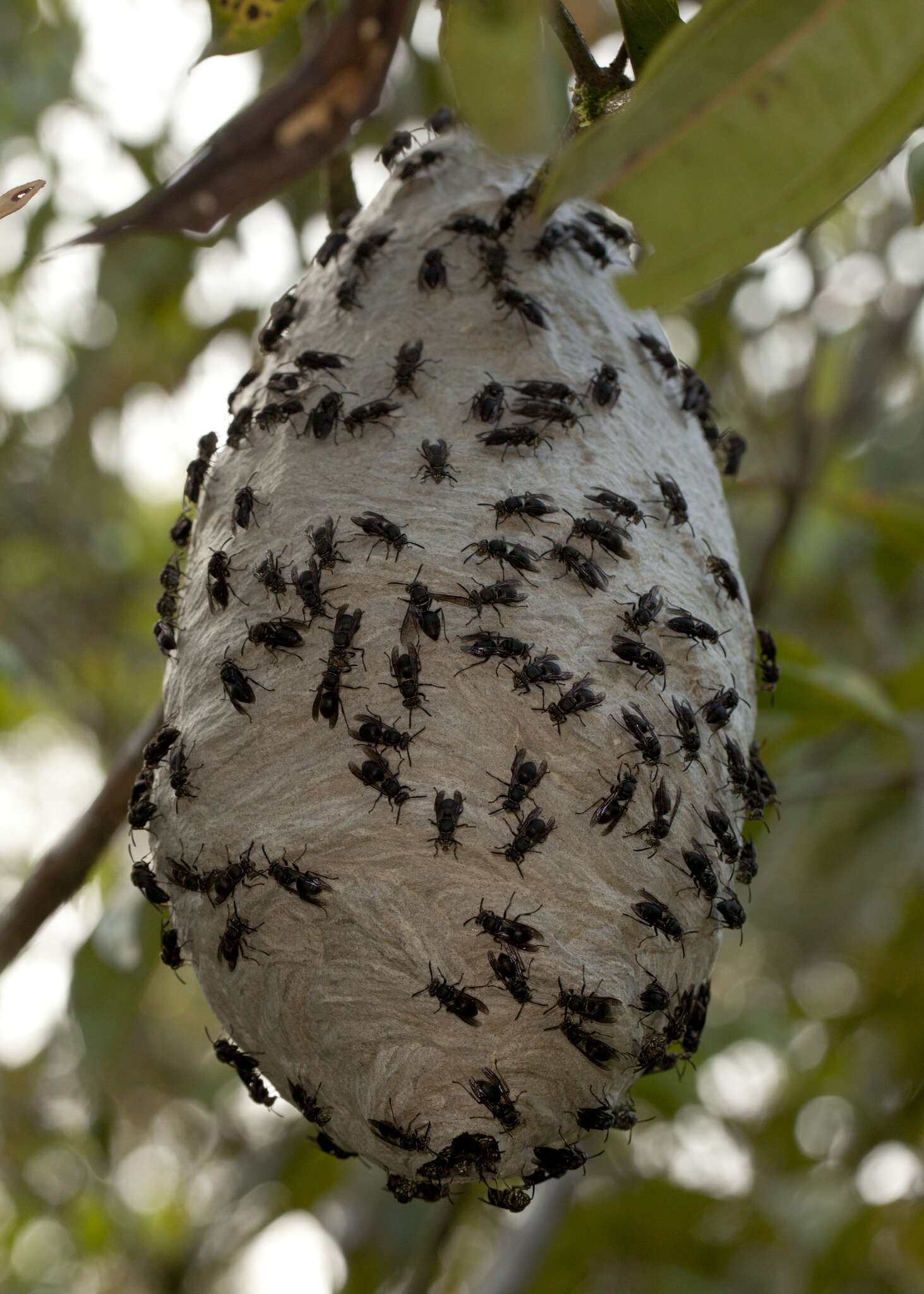 Image of Parachartergus compressus (de Saussure 1854)