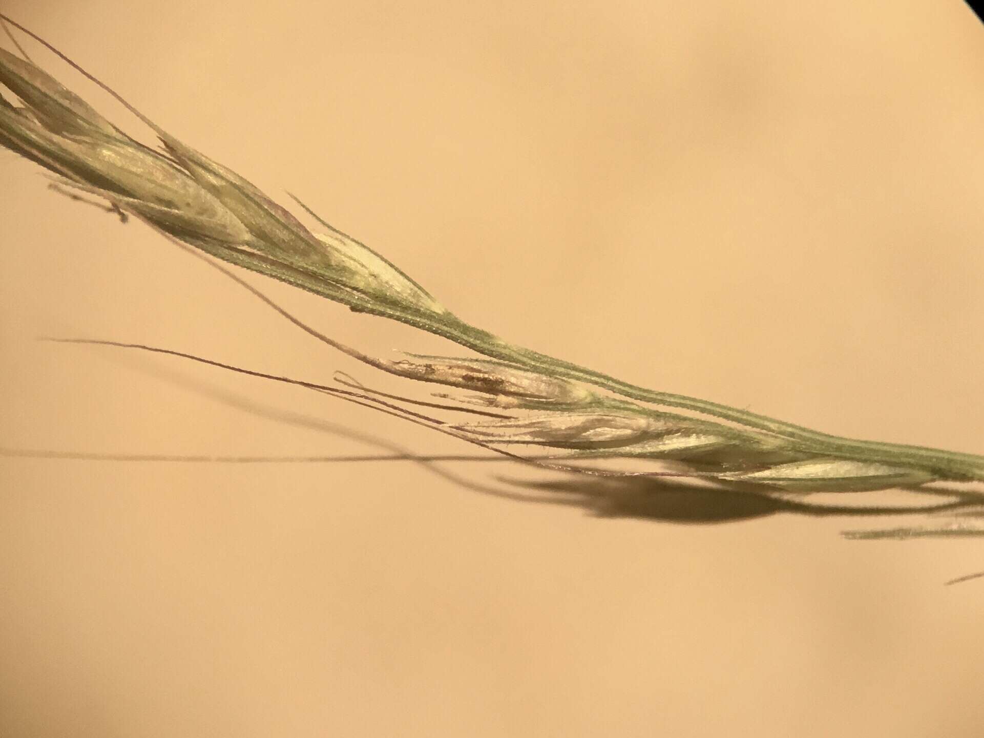 Imagem de Muhlenbergia tenuiflora (Willd.) Britton, Sterns & Poggenb.