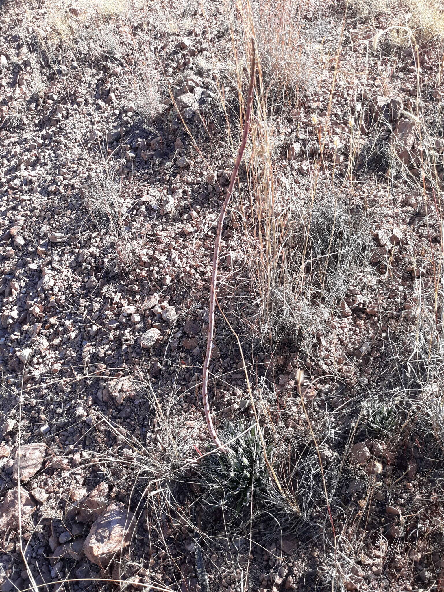 Image of Agave parviflora subsp. parviflora