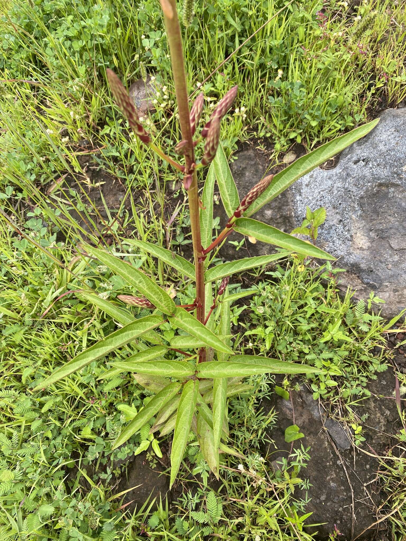 Image of Desmodium macrostachyum Hemsl.