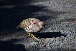 Image of Erckel's Francolin