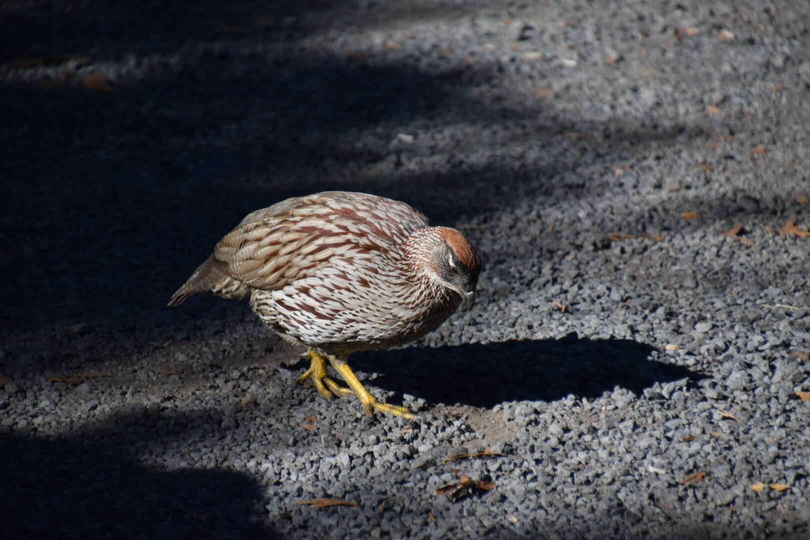 Image of Erckel's Francolin