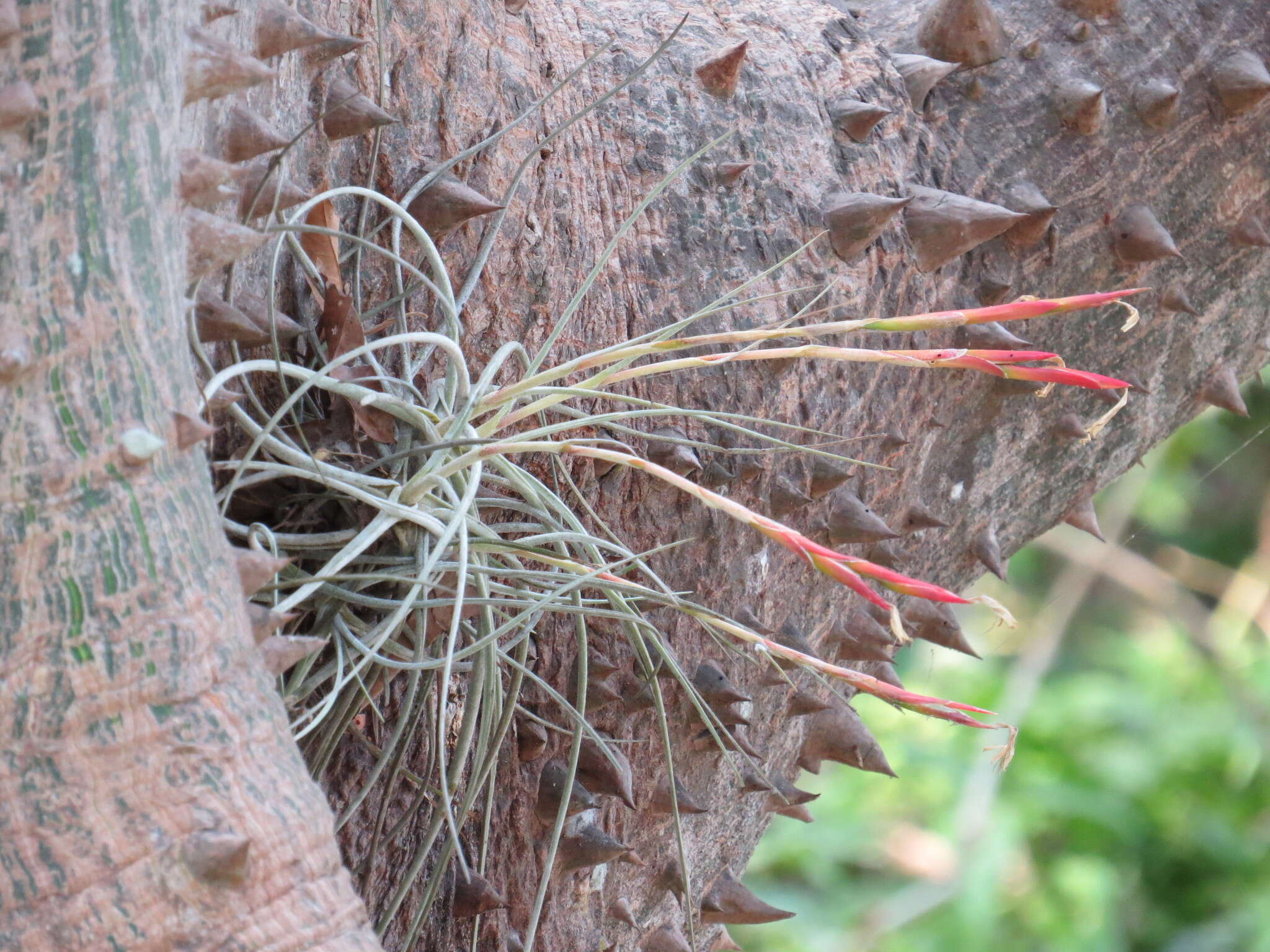 Слика од Tillandsia schiedeana Steud.