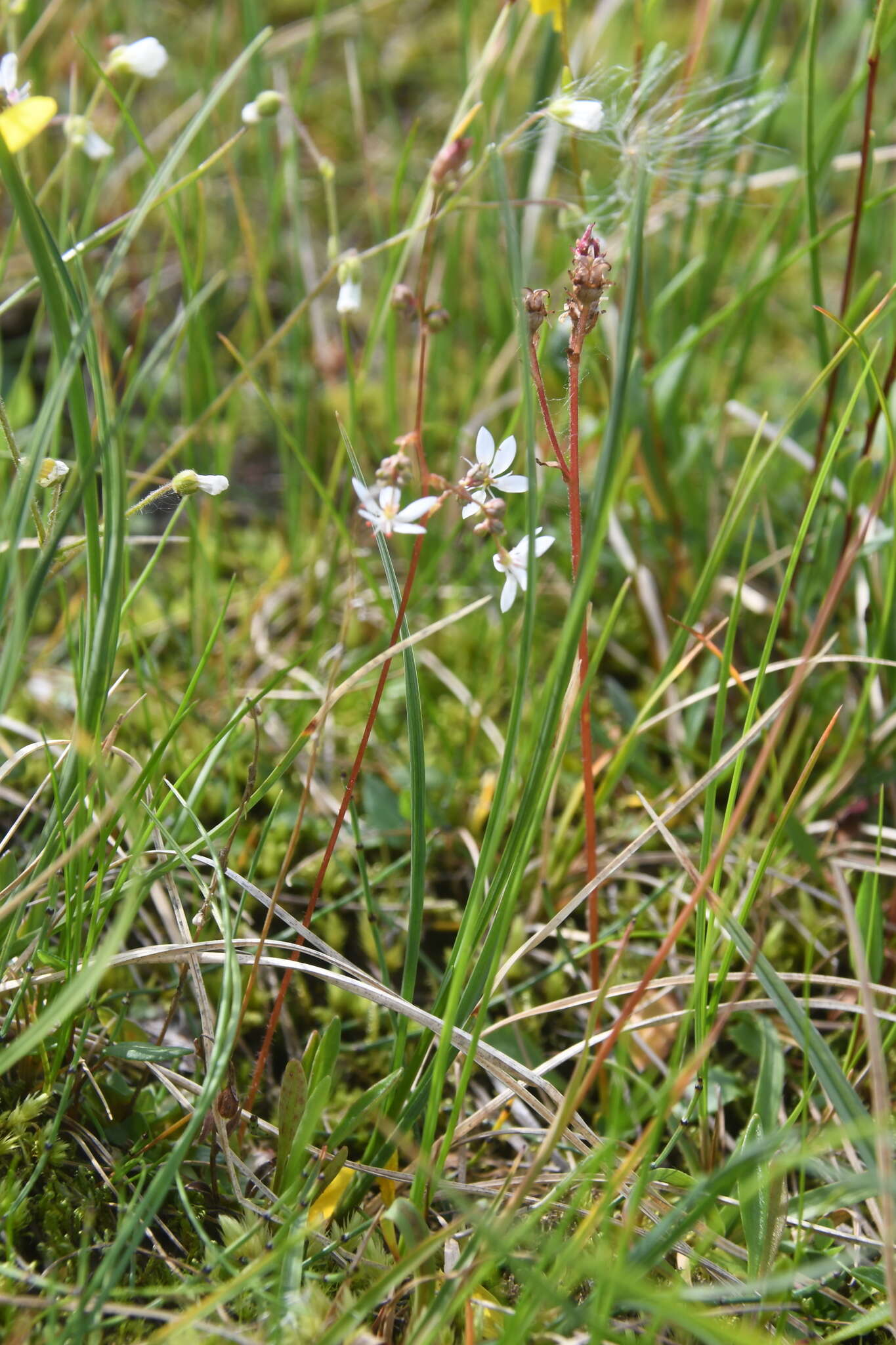 Micranthes foliolosa (R. Br.) Gornall resmi