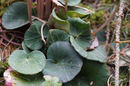 Image of Soldanella montana Willd.
