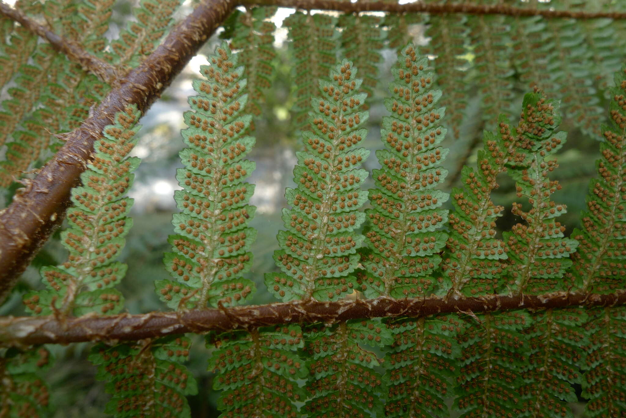 Image of Tree Fern Golden