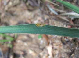 Image of Puccinia bupleuri (Opiz) F. Rudolphi 1829