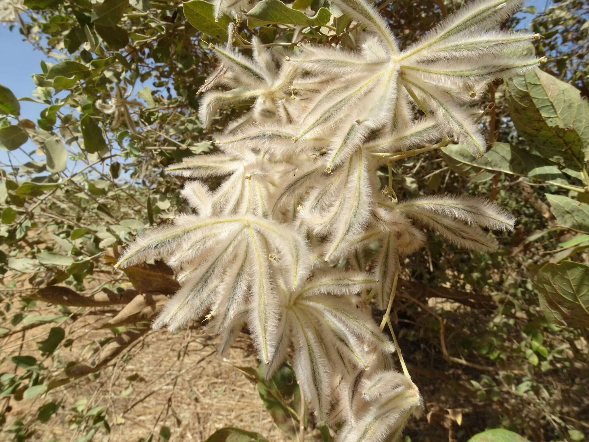 Sivun Guiera senegalensis J. F. Gmel. kuva