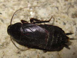 Image of Yamato Cockroach