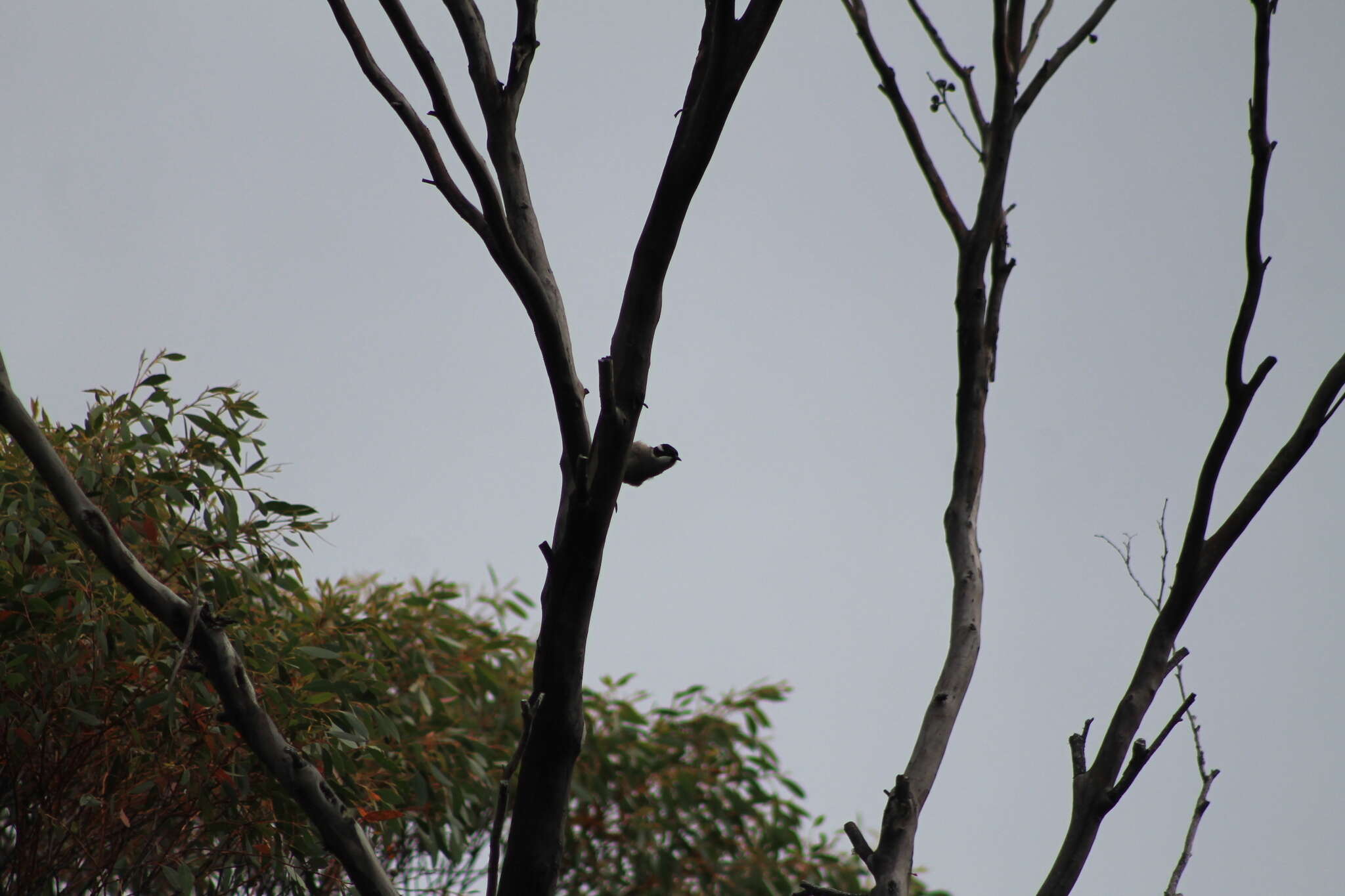 Image of Strong-billed Honeyeater