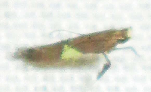 Image of Caloptilia isotoma (Meyrick 1914)