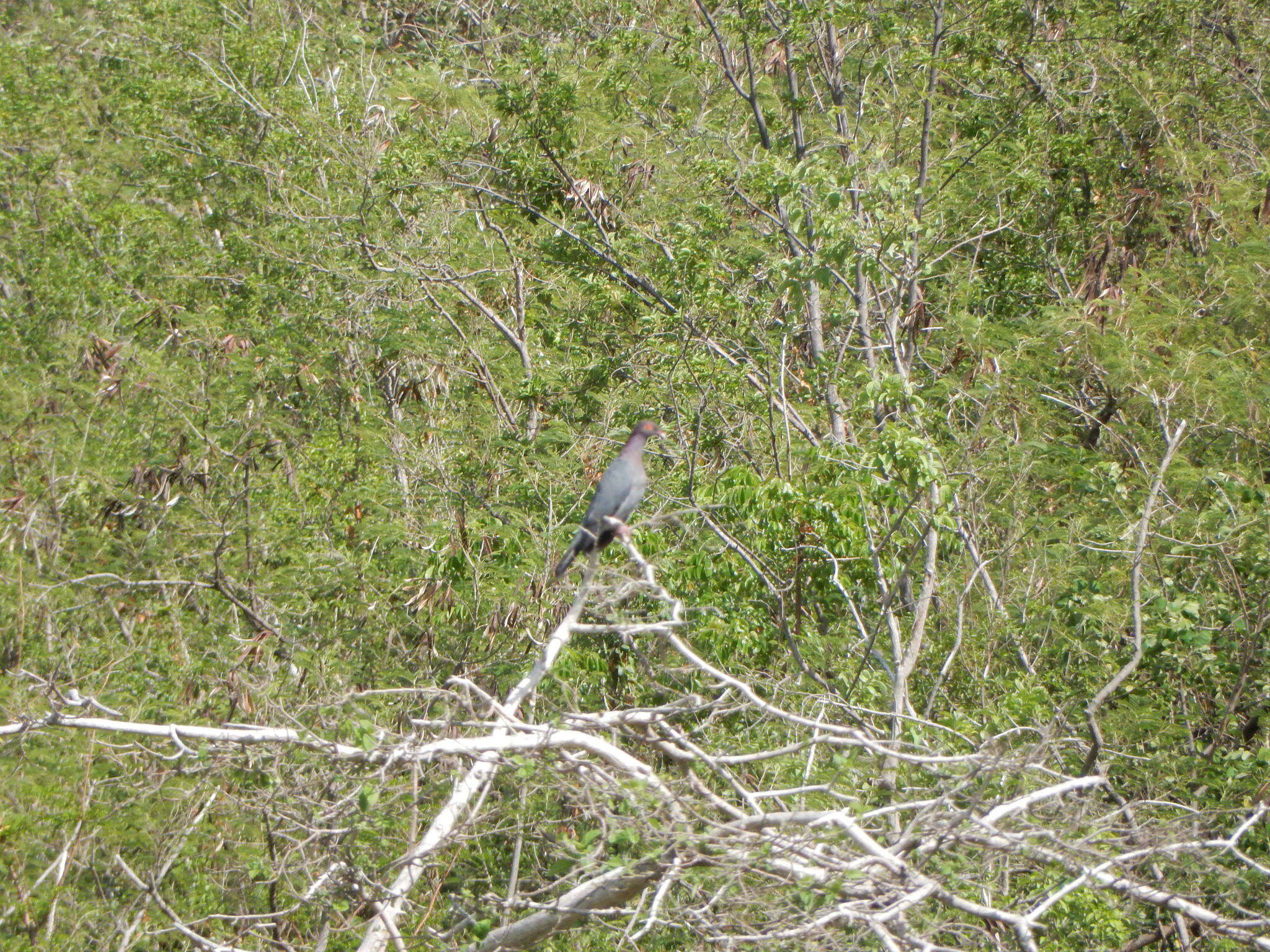 Image of Scaly-naped Pigeon