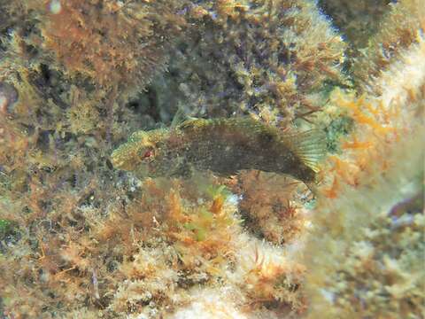 Image of Dusky Blenny