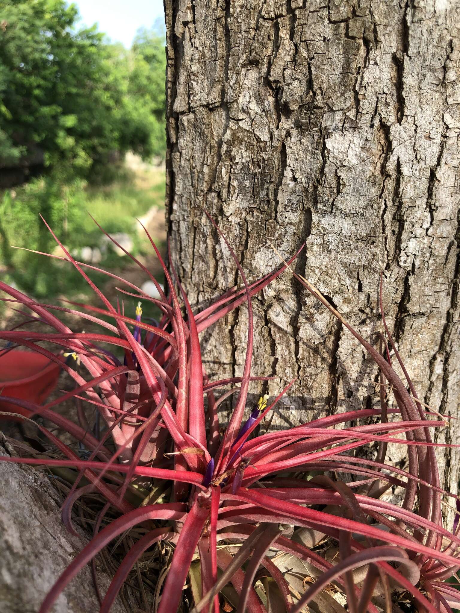 Imagem de Tillandsia brachycaulos Schltdl.