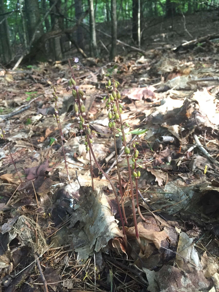 Слика од Corallorhiza odontorhiza (Willd.) Nutt.