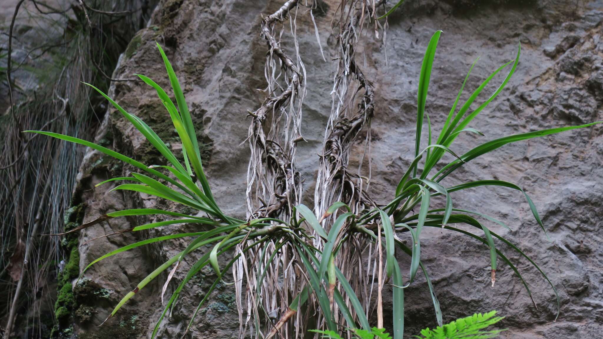 Image of Chlorophytum cremnophilum van Jaarsv.