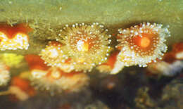 Image of Strawberry anemones