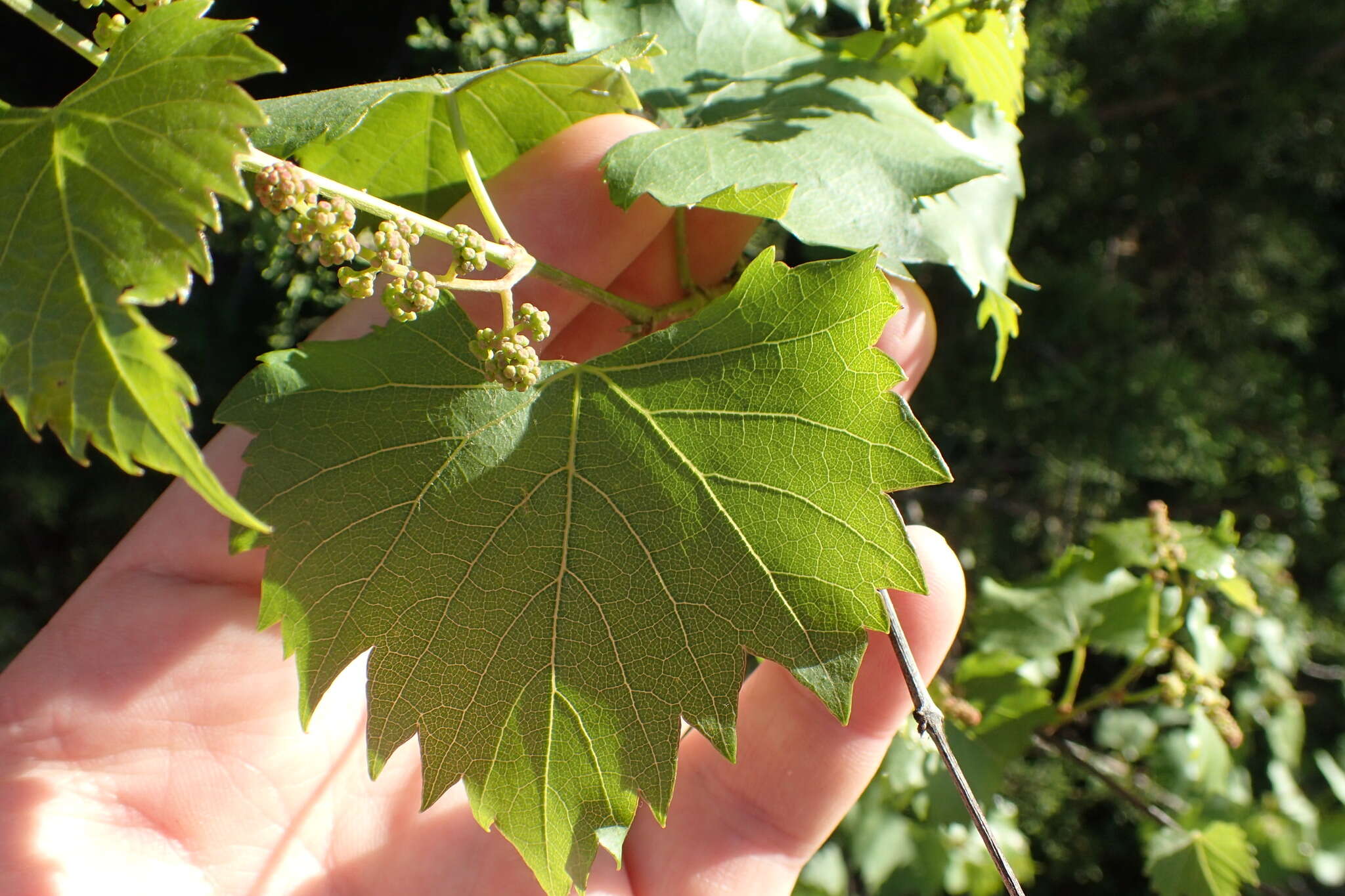 Plancia ëd Vitis monticola Buckl.