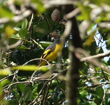 Image of Orange Minivet