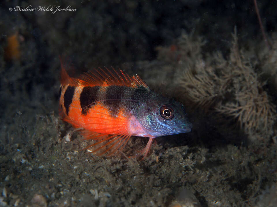 Image of Saddled Blenny