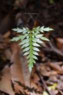 Image of Lomatia ferruginea R. Br.