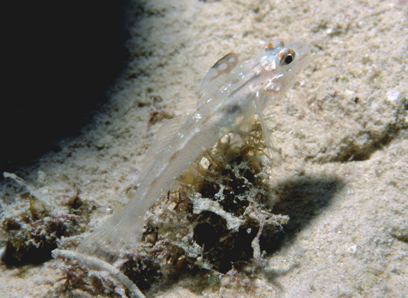 Fusigobius signipinnis Hoese & Obika 1988 resmi