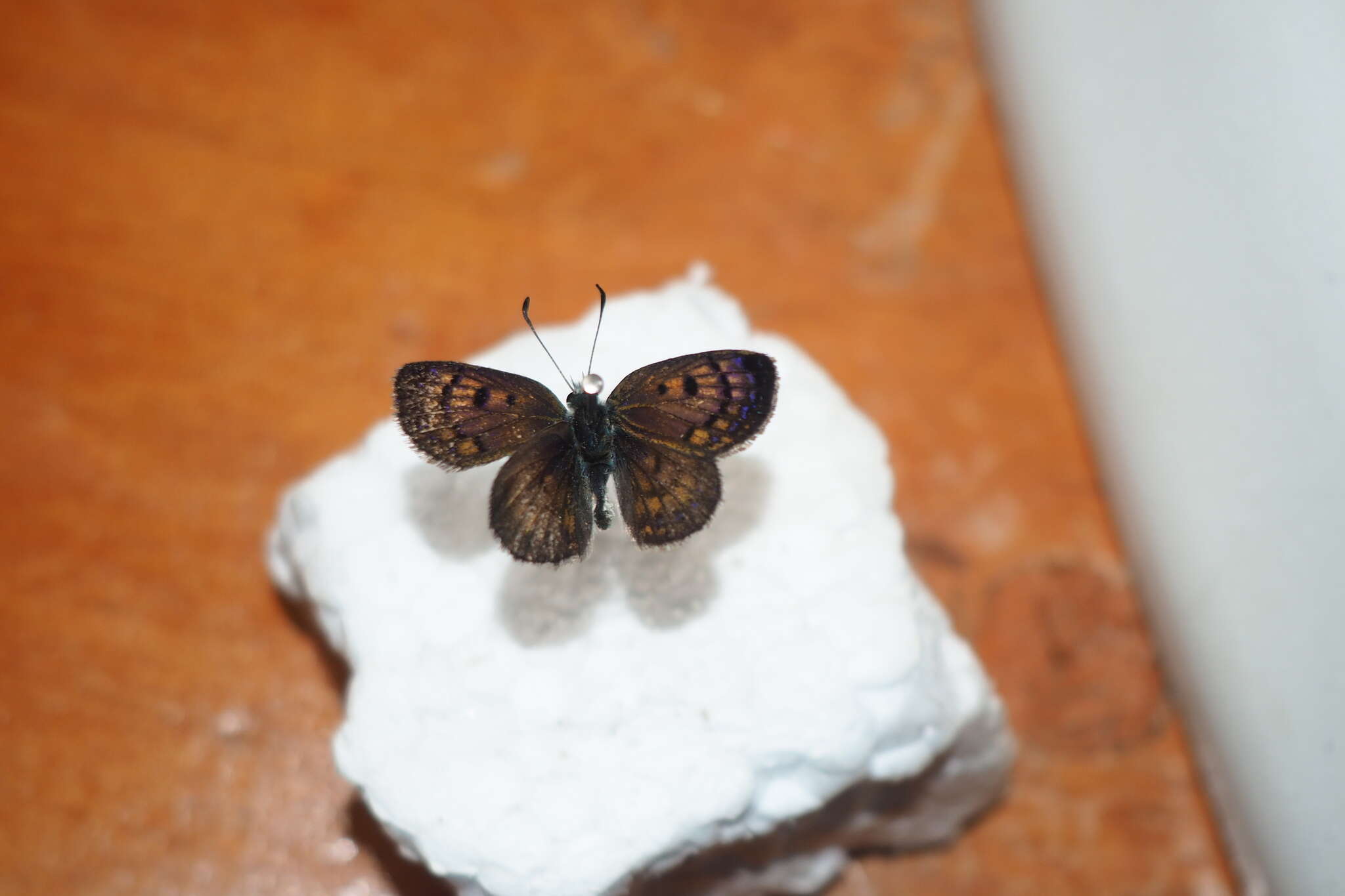 Image of Lycaena tama (Fereday 1878)